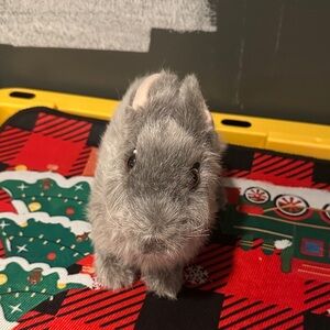 Gray Plush Small Pet Companion